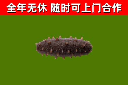 佳木斯回收海参干